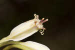 Florida cacalia